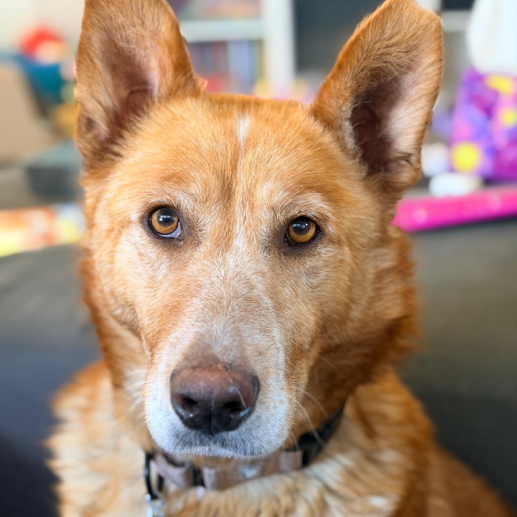 Shalla, a Adoptable mixed breed in Beresford, SD image 2/6