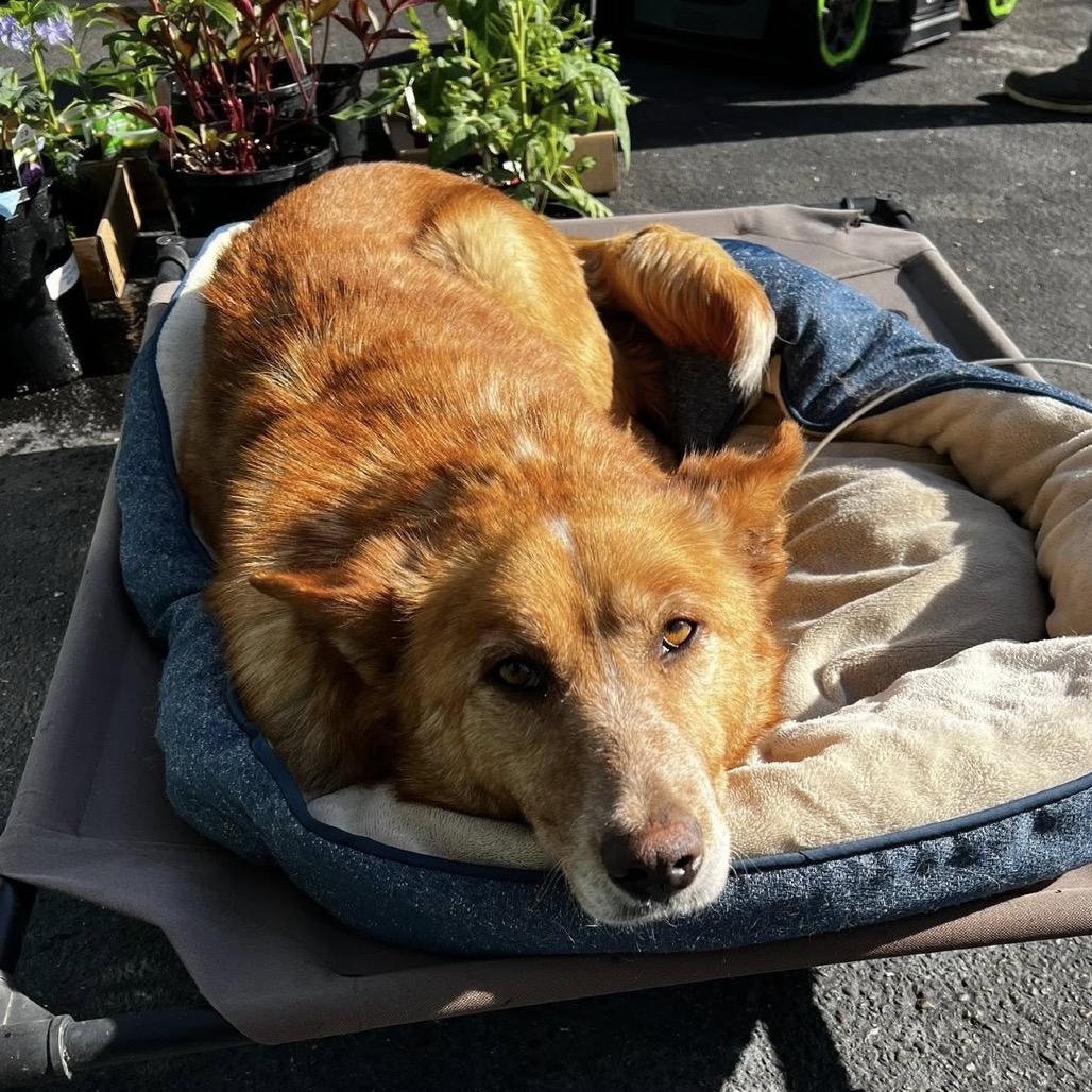 Shalla, a Adoptable mixed breed in Beresford, SD image 1/6