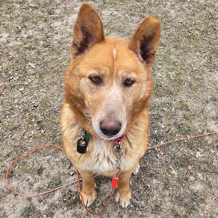 Shalla, a Adoptable mixed breed in Beresford, SD image 3/6