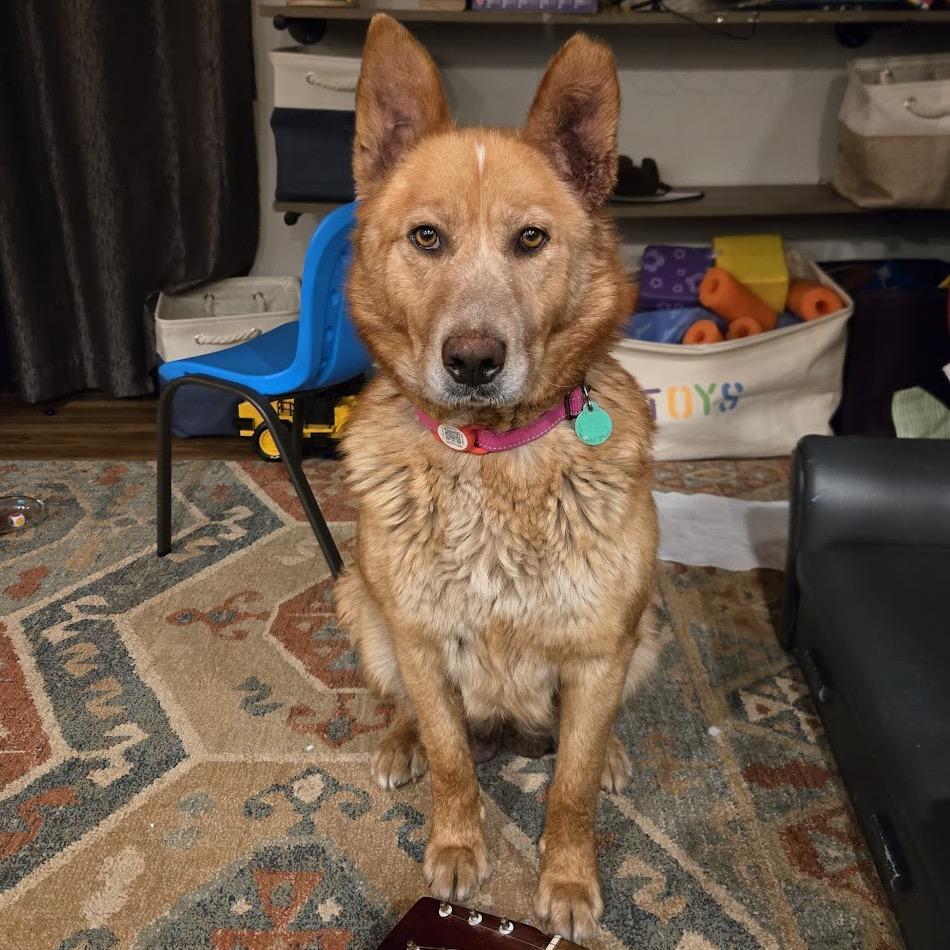 Shalla, a Adoptable mixed breed in Beresford, SD image 4/6