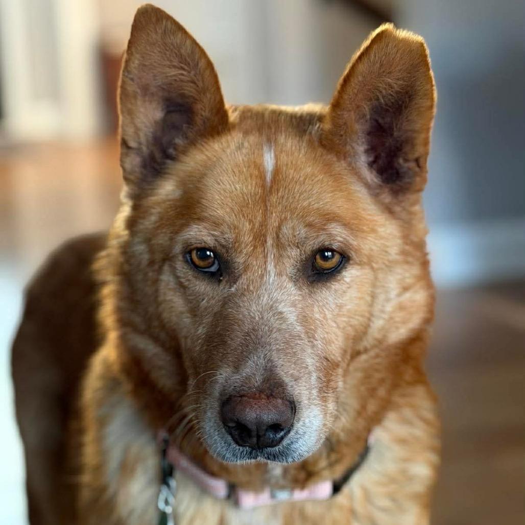 Shalla, a Adoptable mixed breed in Beresford, SD image 5/6