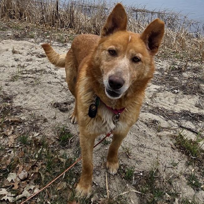 Shalla, a Adoptable mixed breed in Beresford, SD image 6/6