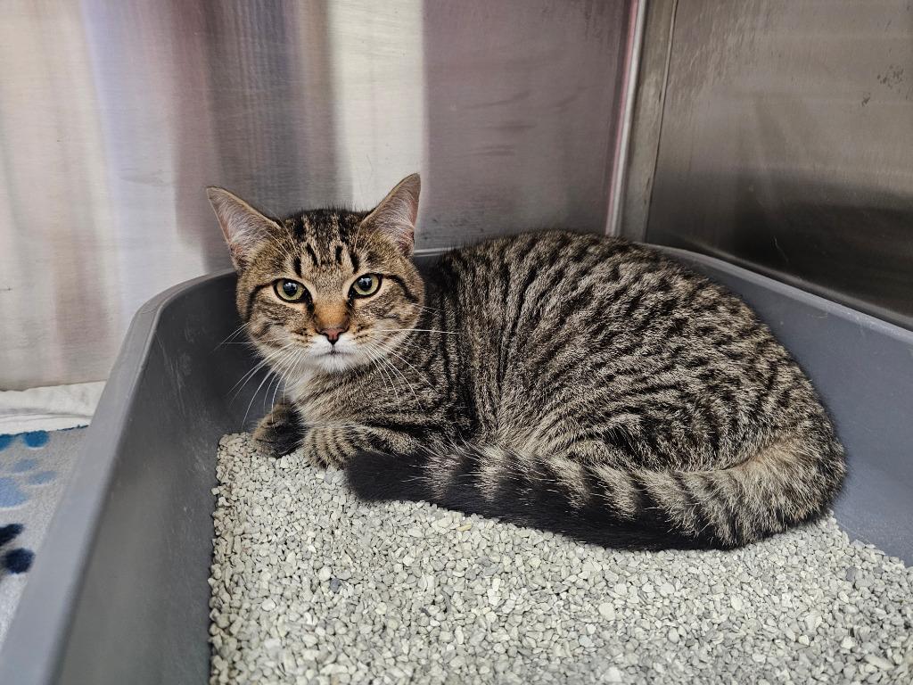 Gunther, Adoptable, Young Male Domestic Short Hair.