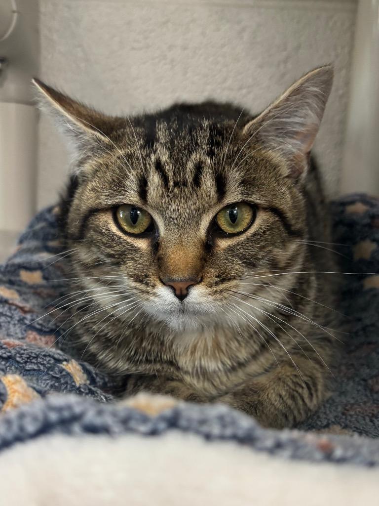 Enlarge Gunther, a Adoptable mixed breed in Greeneville, TN image 2/2