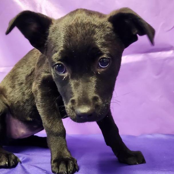 Winona, Adoptable, Puppy Female Mixed Breed.