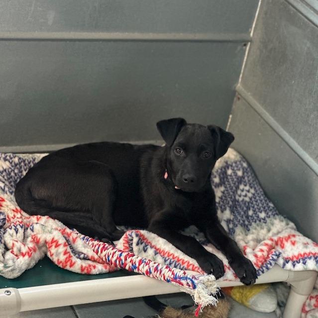 Winona, a Adoptable Mixed Breed in North Myrtle Beach, SC image 2/3