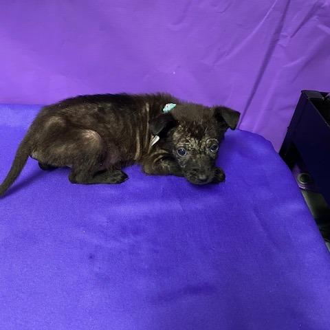 Winona, a Adoptable Mixed Breed in North Myrtle Beach, SC image 3/3