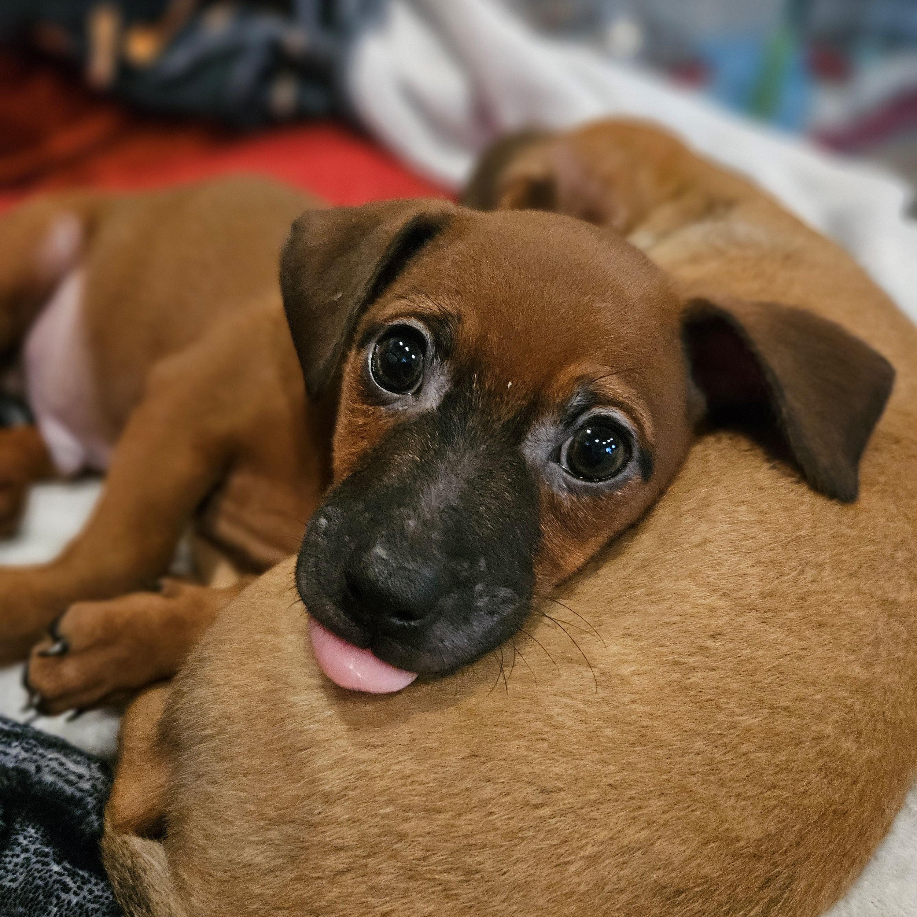 Enlarge Phil, a Adoptable mixed breed in Palatine, IL image 3/5