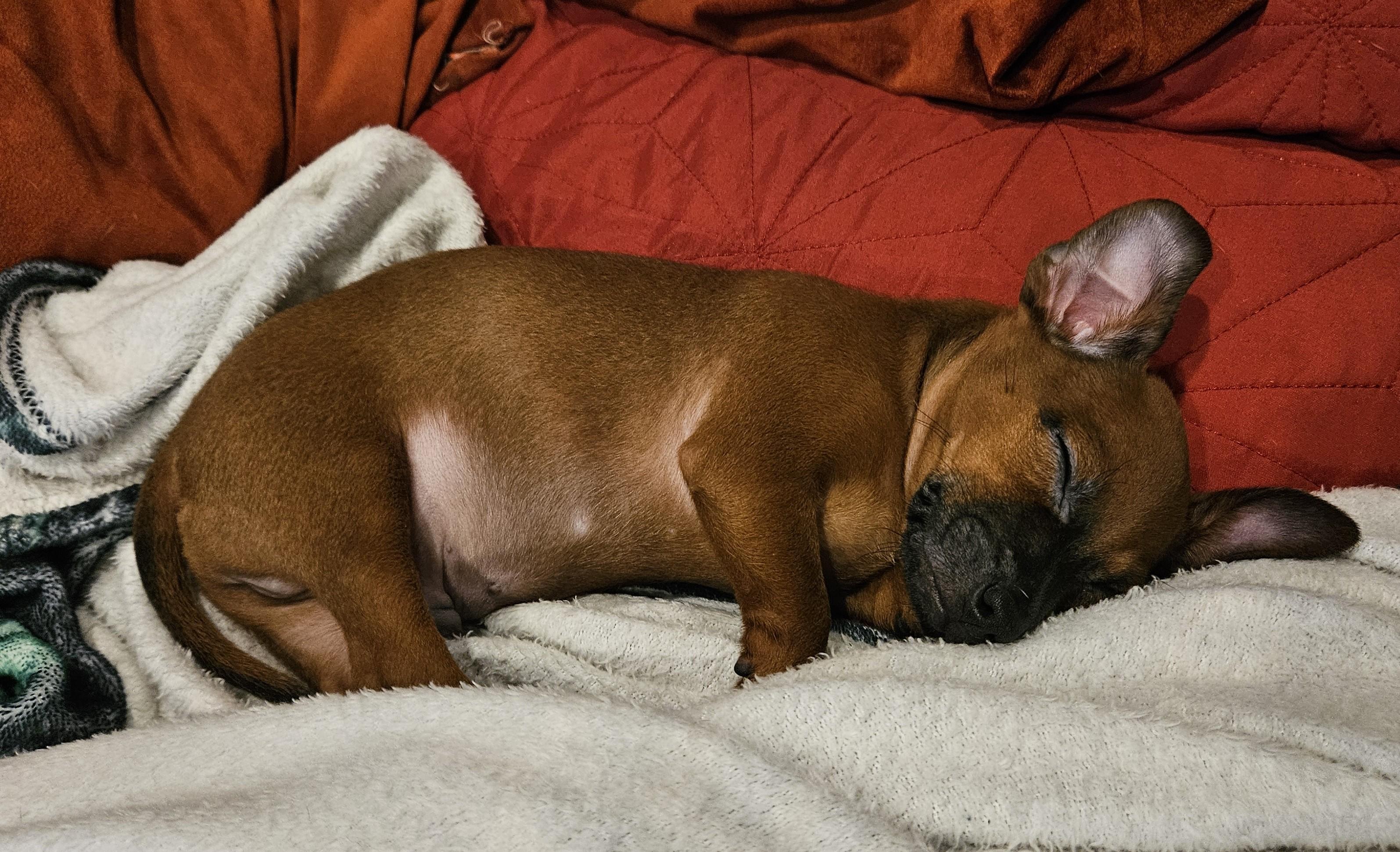Enlarge Phil, a Adoptable mixed breed in Palatine, IL image 2/5