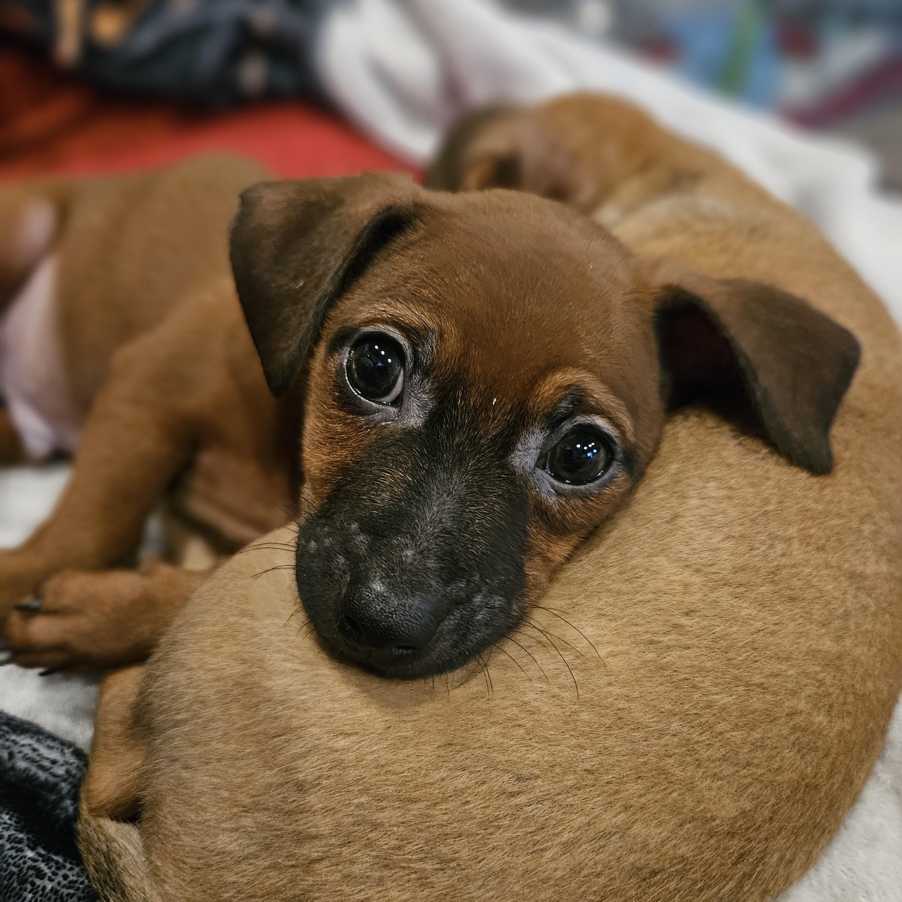 Phil, Adoptable, Puppy Male Chihuahua & Mixed Breed.