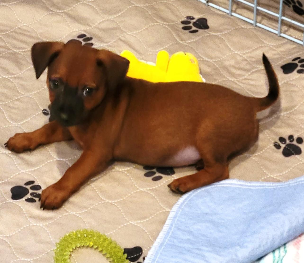 Enlarge Phil, a Adoptable mixed breed in Palatine, IL image 4/5