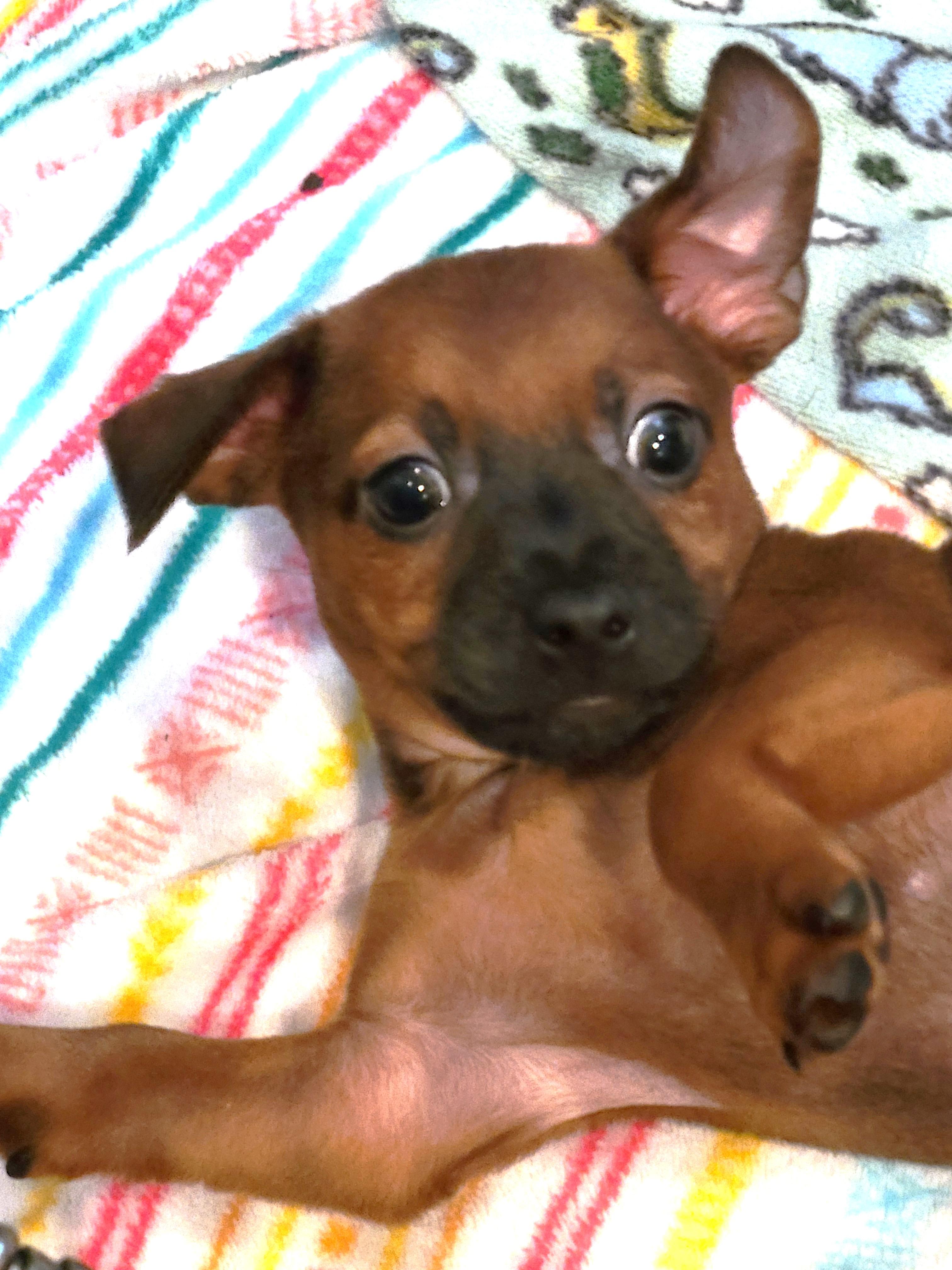 Enlarge Phil, a Adoptable mixed breed in Palatine, IL image 5/5