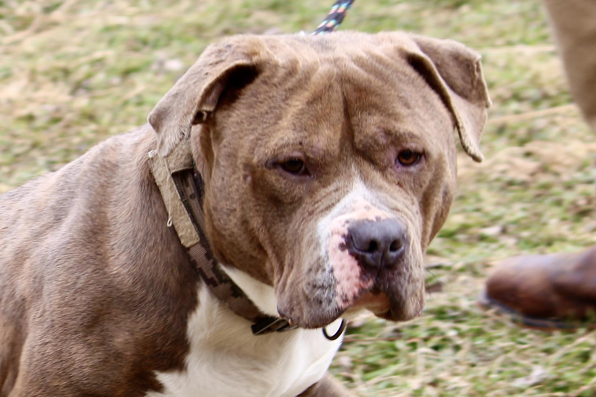 PACHA, an adopted Mixed Breed in Brazil, IN image 1/6