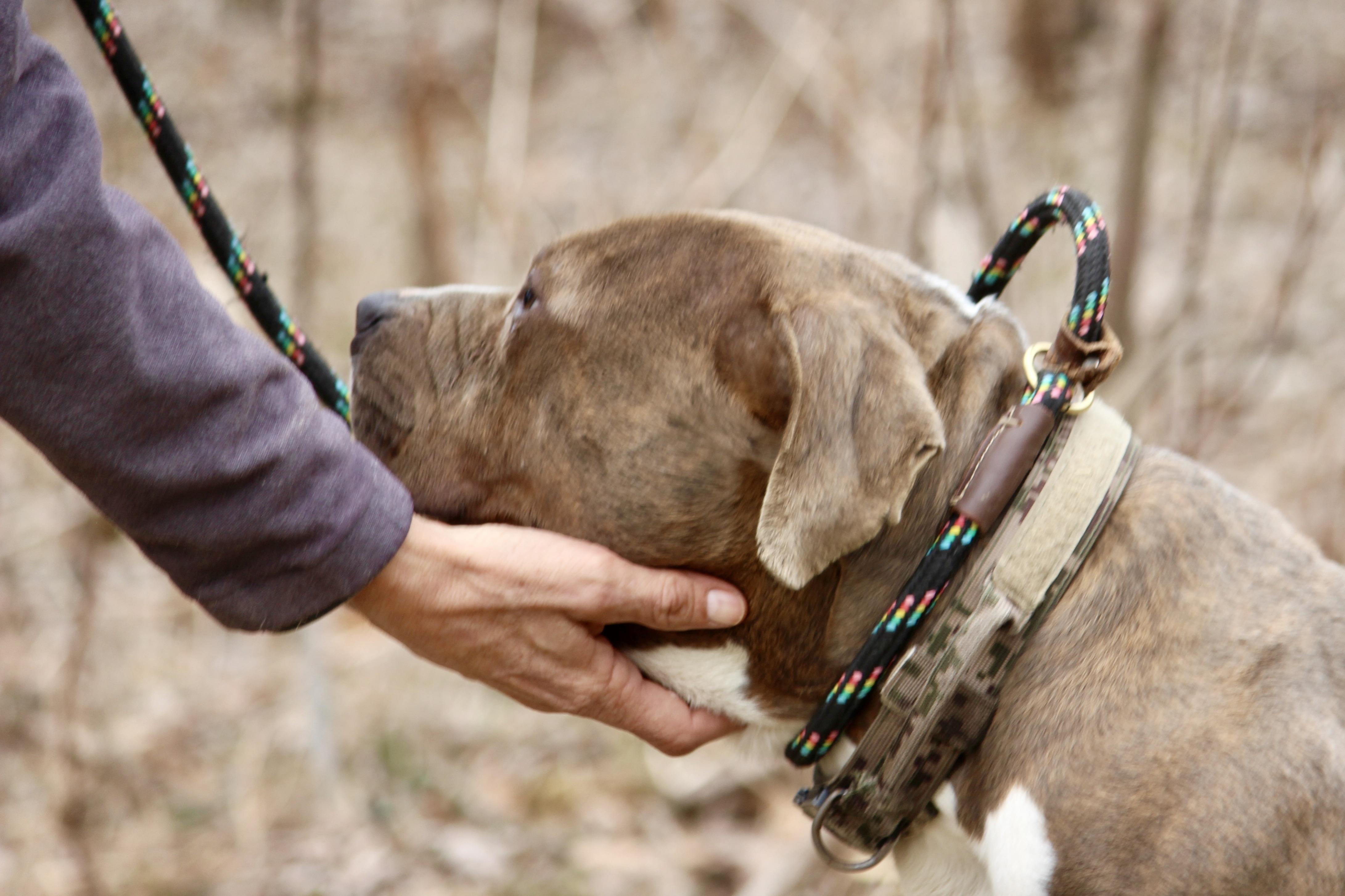 PACHA, an adopted Mixed Breed in Brazil, IN image 6/6