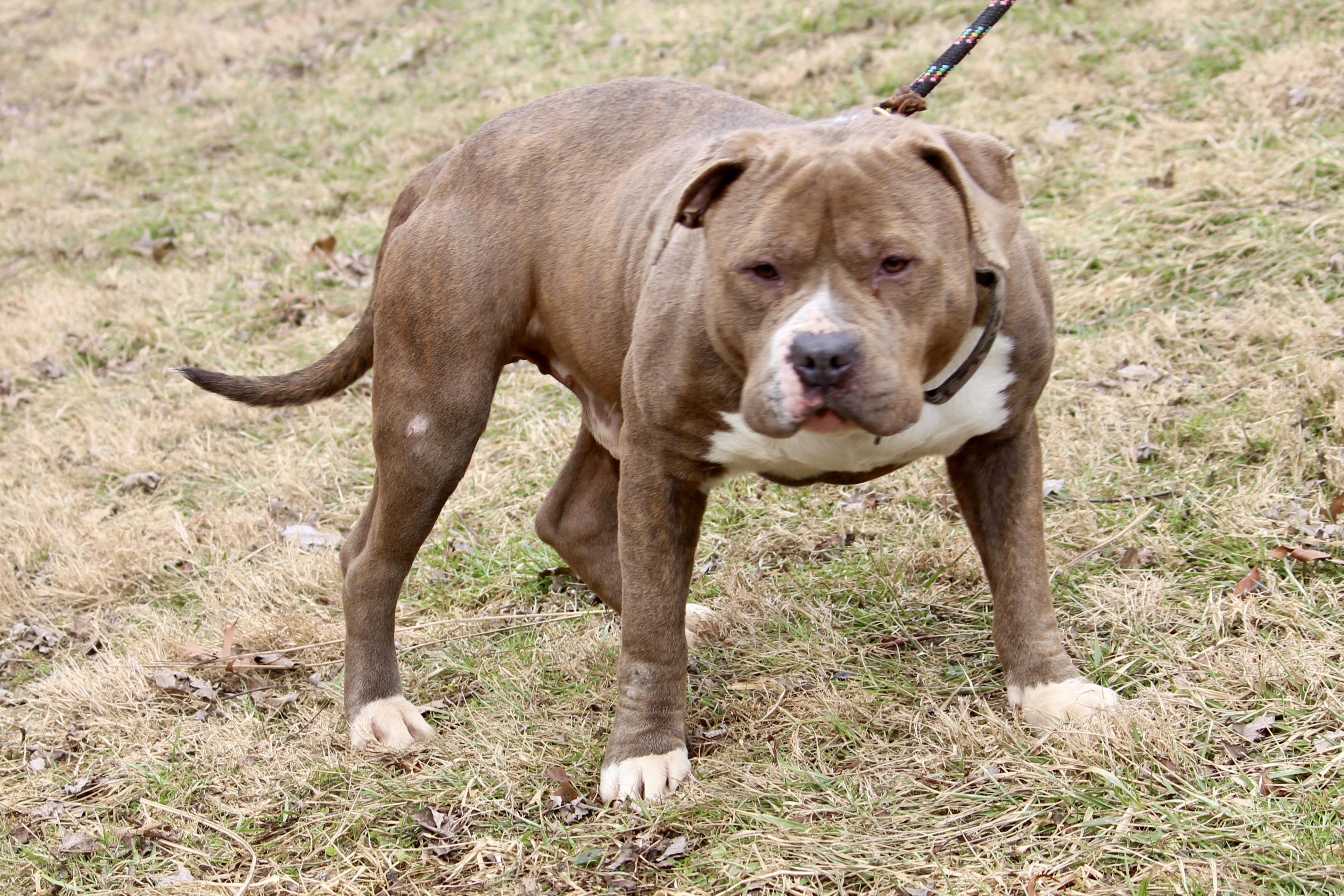 PACHA, an adopted Mixed Breed in Brazil, IN image 3/6