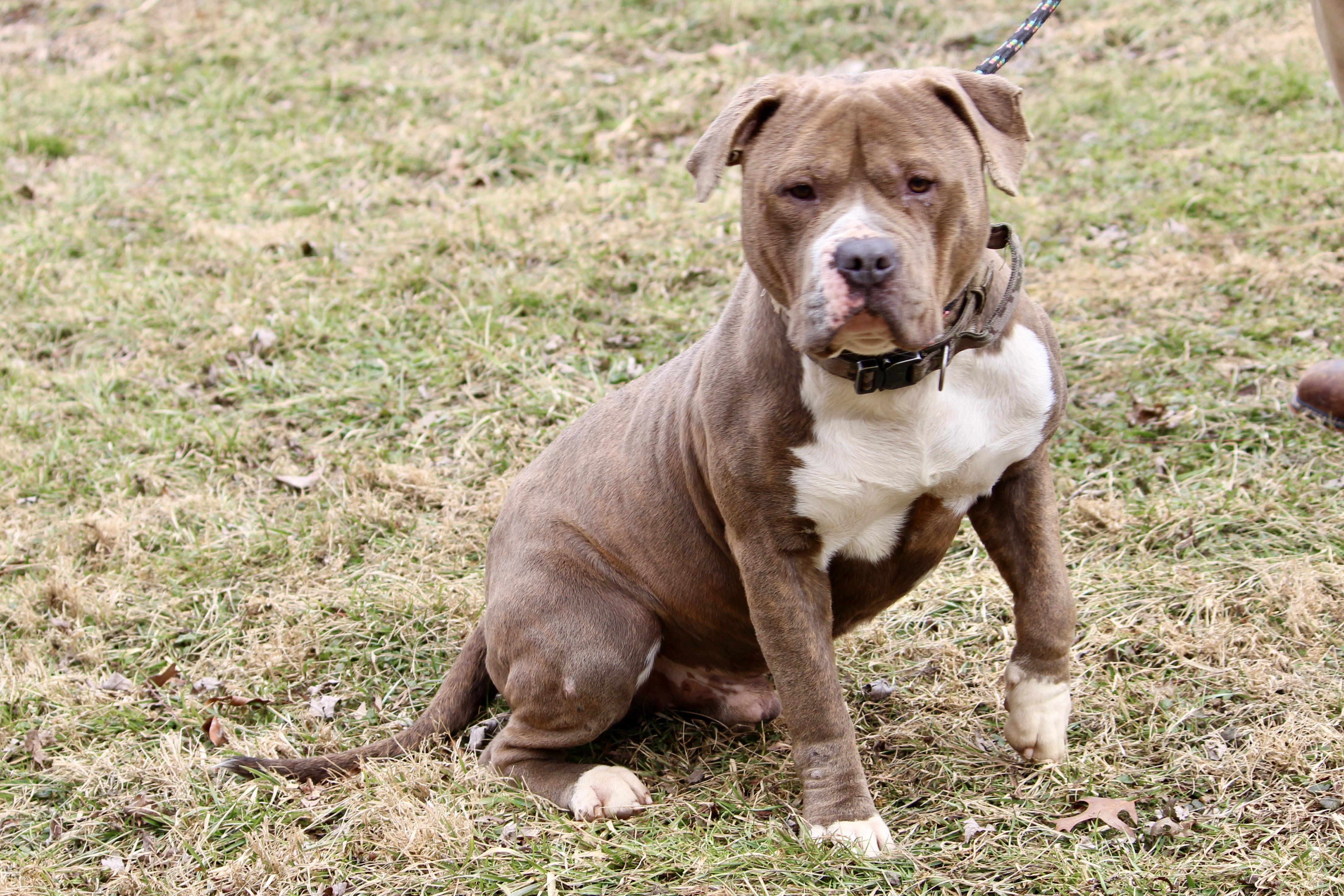 PACHA, an adopted Mixed Breed in Brazil, IN image 4/6