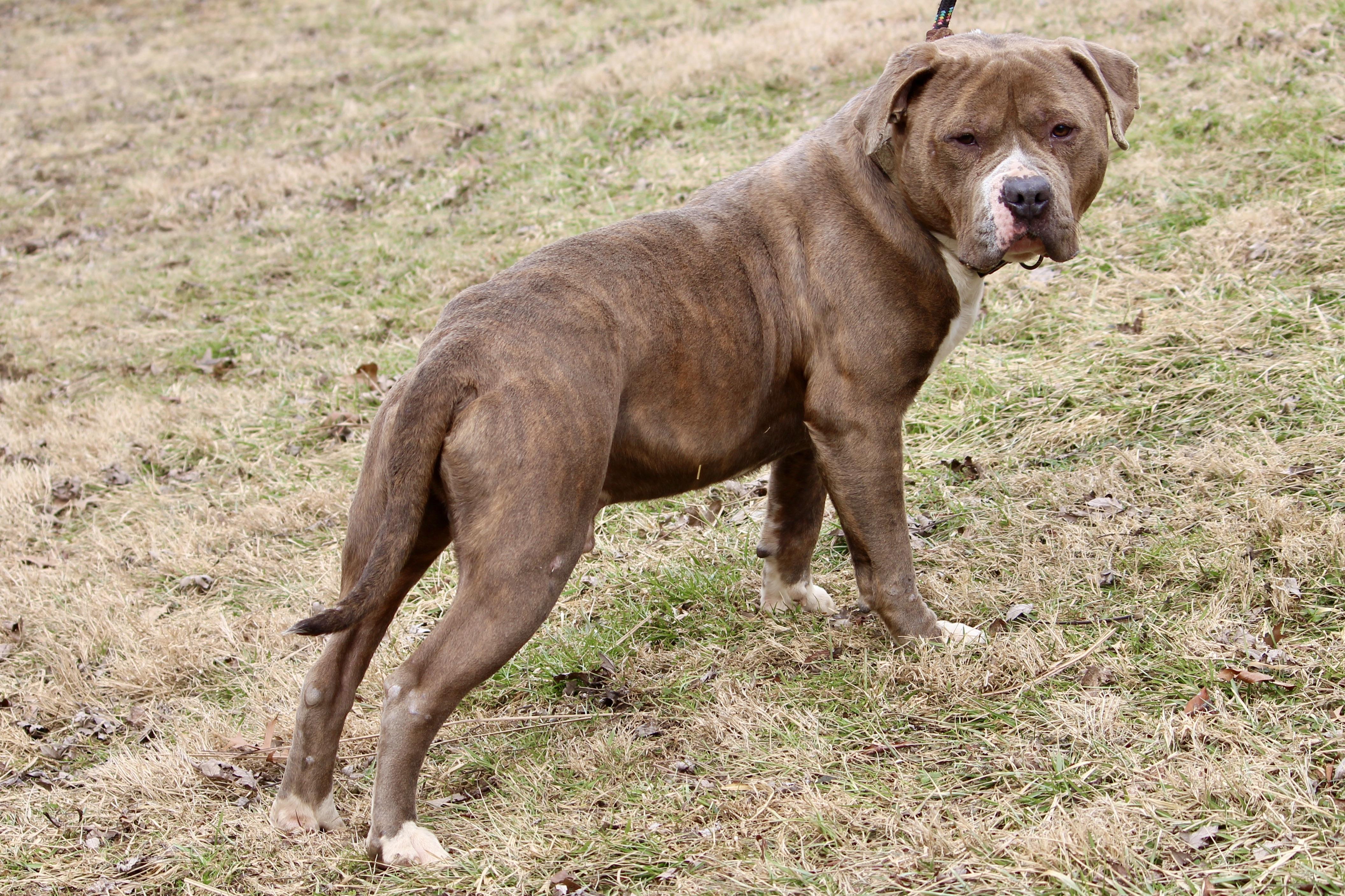 PACHA, an adopted Mixed Breed in Brazil, IN image 2/6