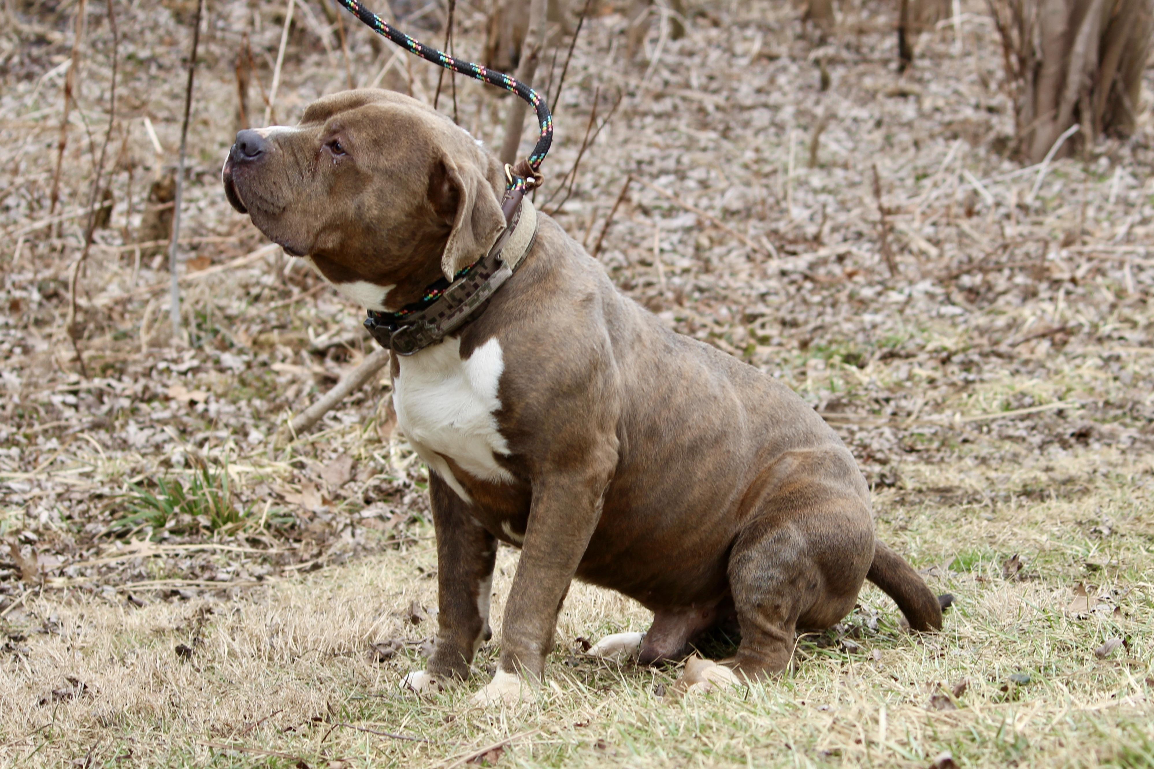 PACHA, an adopted Mixed Breed in Brazil, IN image 5/6