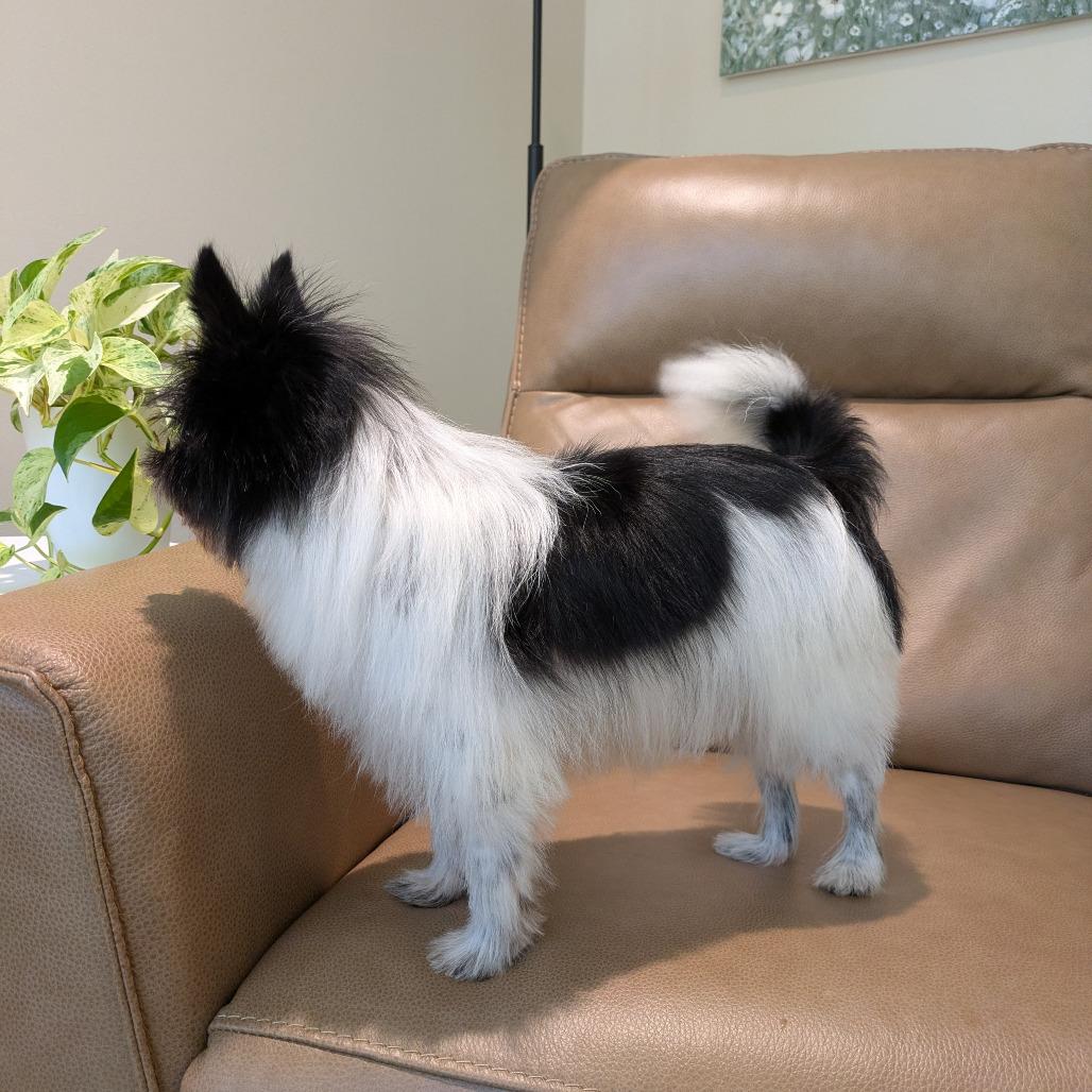 Enlarge Oreo, a Adoptable mixed breed in Rochester, MN image 1/6