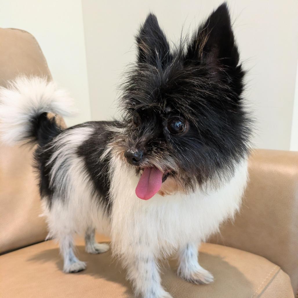 Enlarge Oreo, a Adoptable mixed breed in Rochester, MN image 2/6