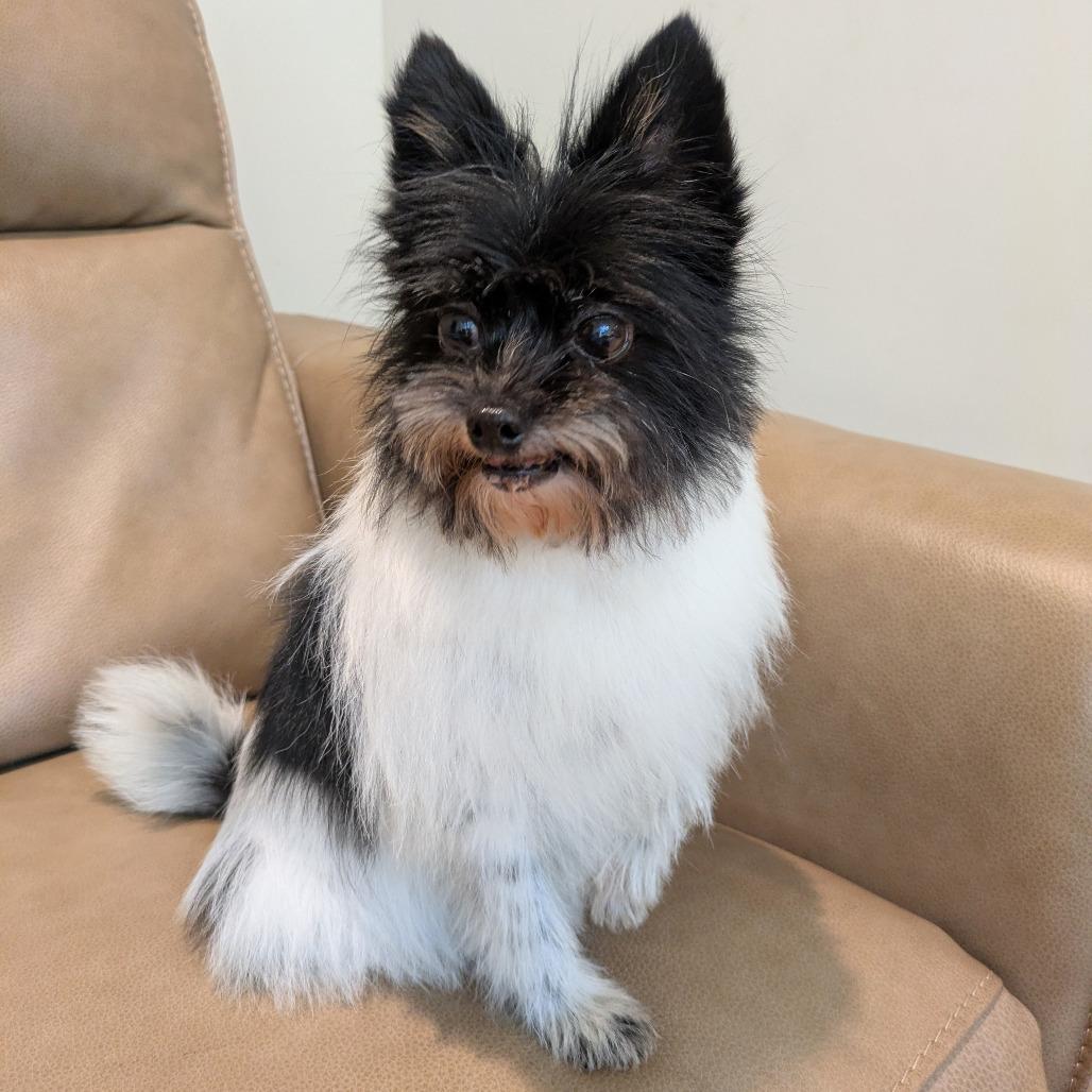 Enlarge Oreo, a Adoptable mixed breed in Rochester, MN image 3/6