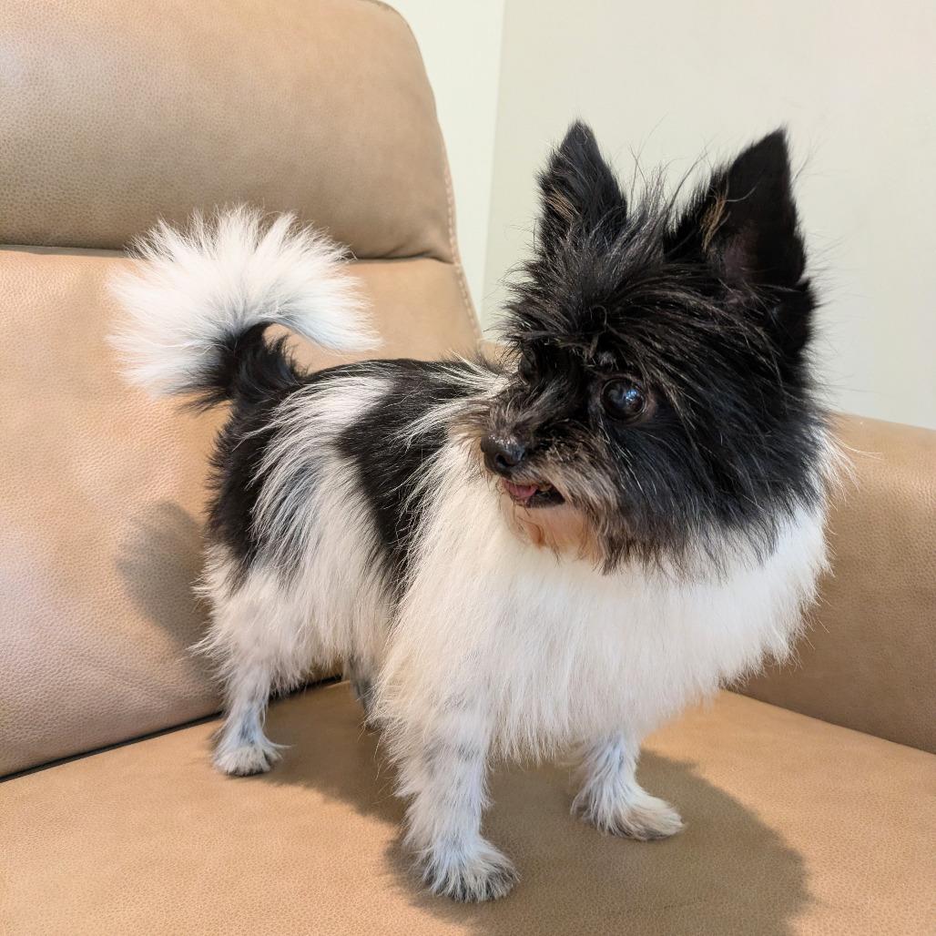 Enlarge Oreo, a Adoptable mixed breed in Rochester, MN image 5/6
