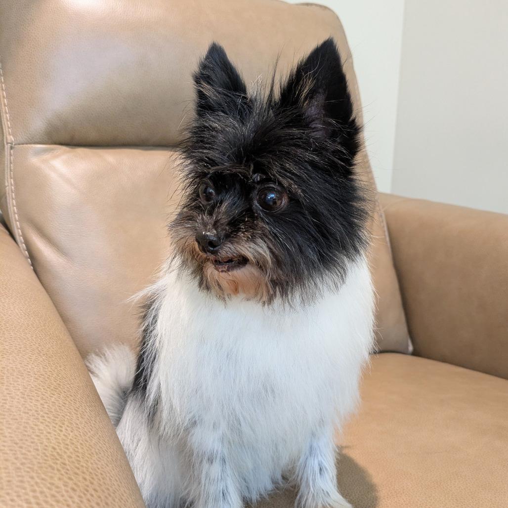 Enlarge Oreo, a Adoptable mixed breed in Rochester, MN image 6/6