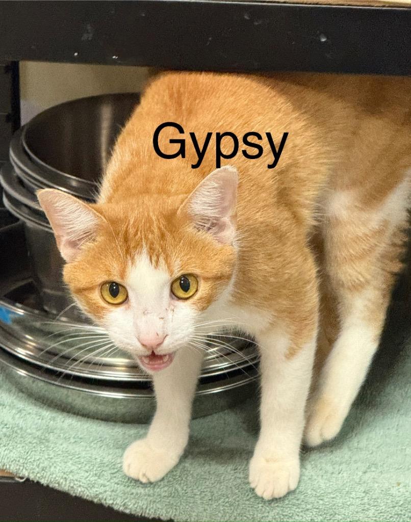 Gypsy thumbnail 2