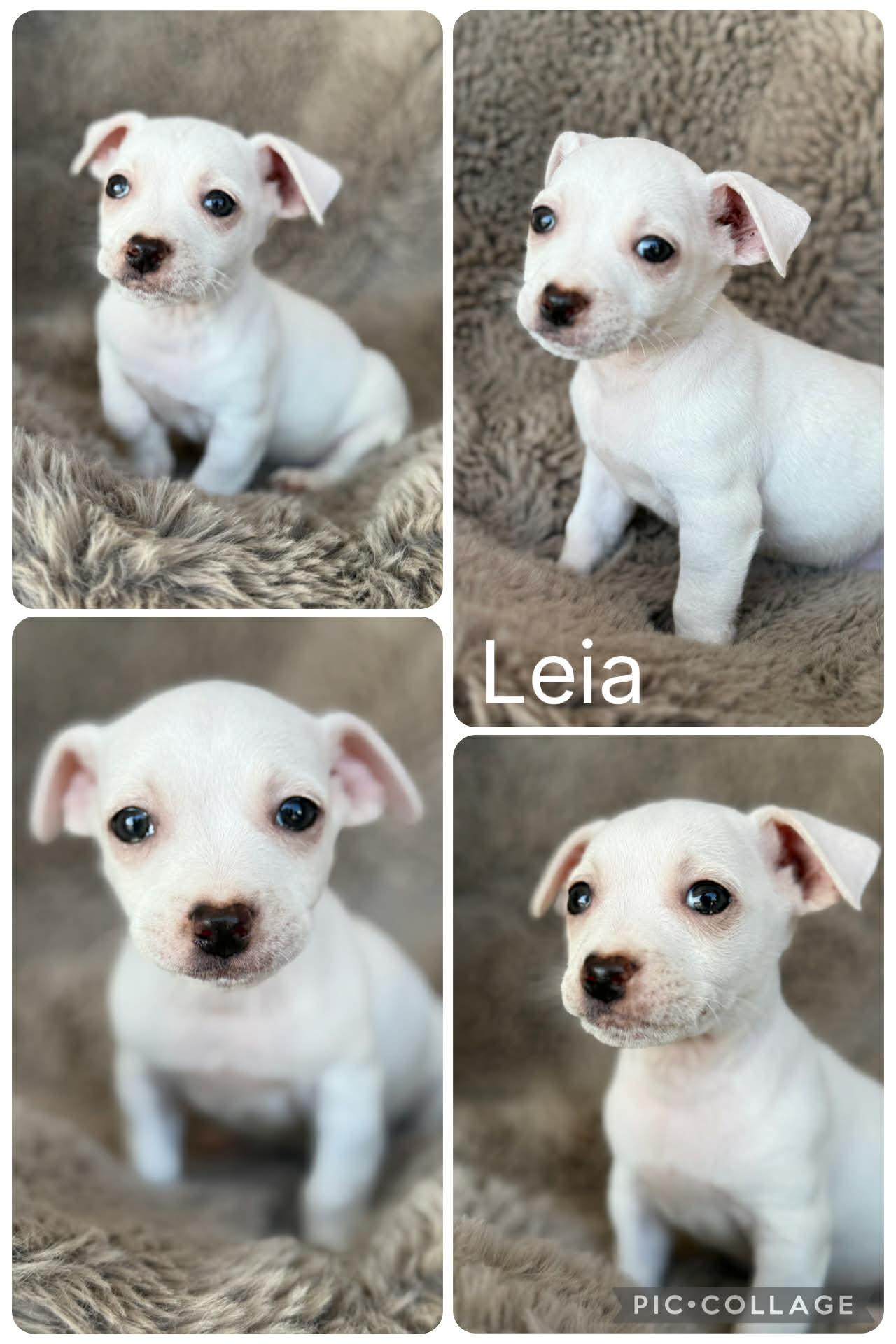 Leia, ADOPTABLE, Puppy Female Chihuahua & Rat Terrier.