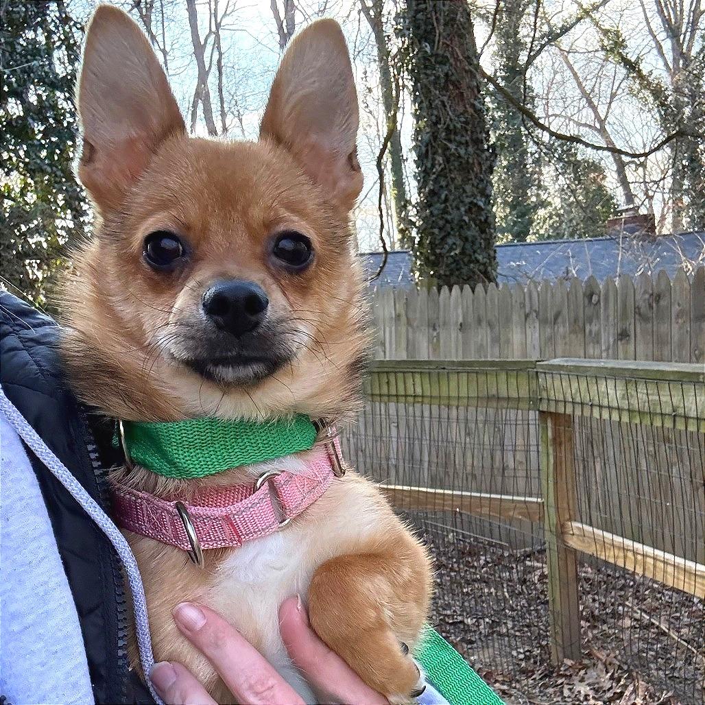 Confetti, a Adoptable mixed breed in West Chester, PA image 1/2