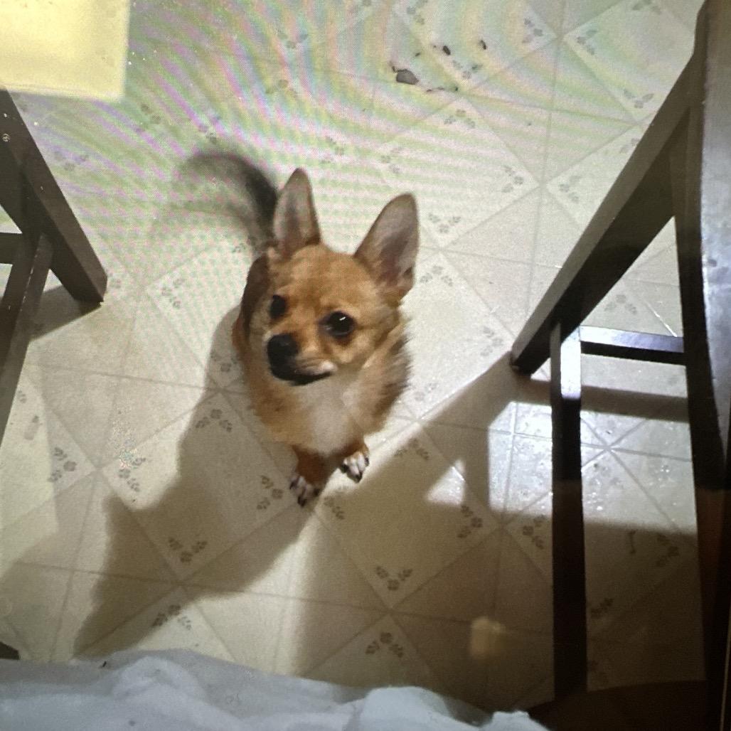 Confetti, a Adoptable mixed breed in West Chester, PA image 2/2