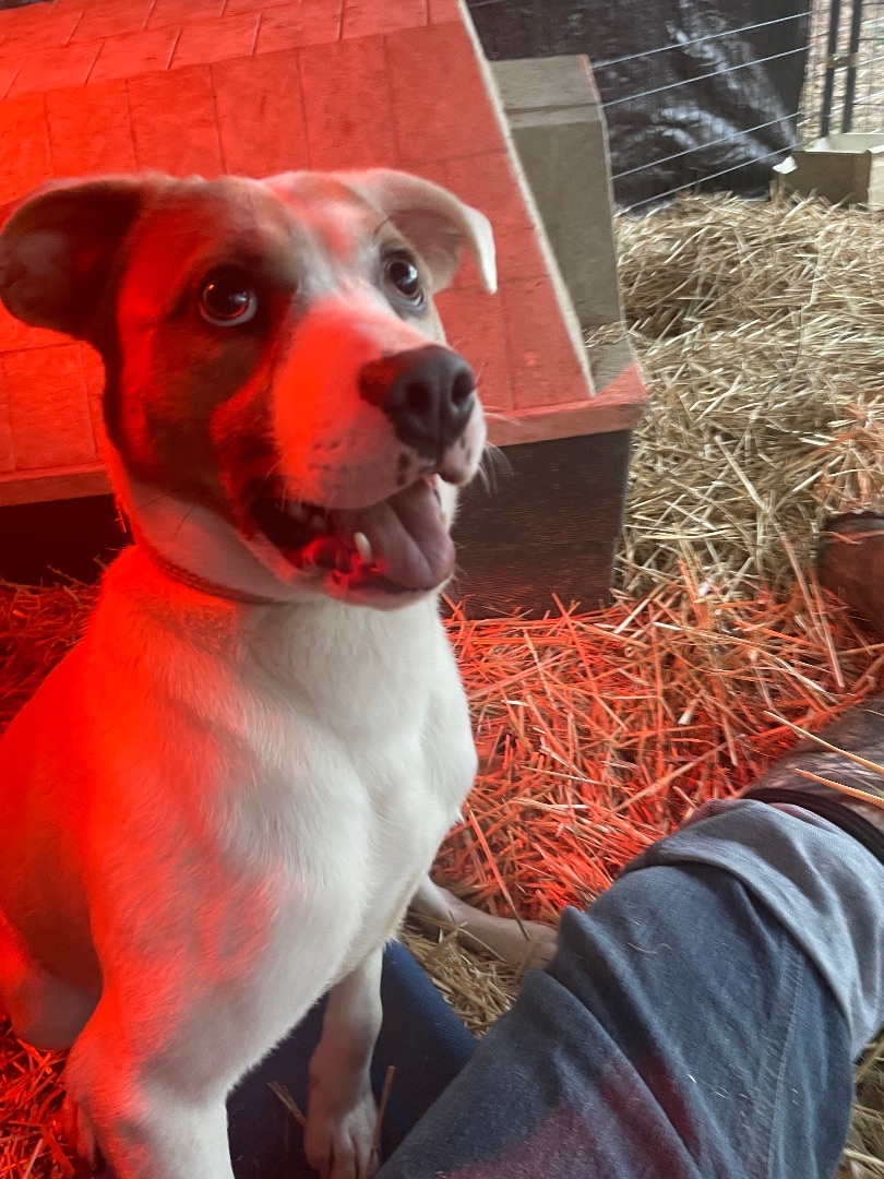 Barney, an adoptable Hound in Sherwood, AR, 72120 | Photo Image 6