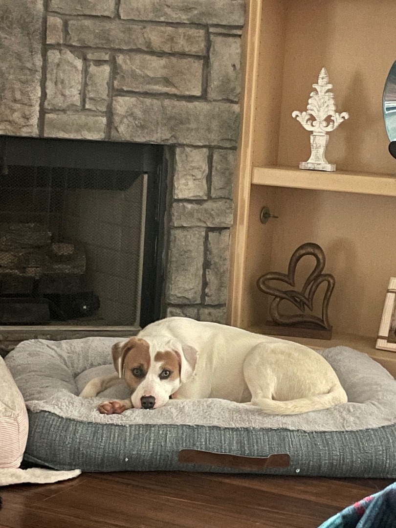 Barney, an adoptable Hound in Sherwood, AR, 72120 | Photo Image 5