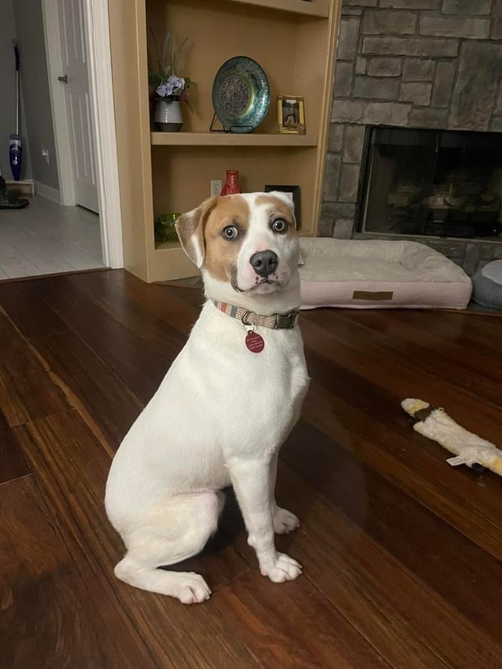 Barney, an adoptable Hound in Sherwood, AR, 72120 | Photo Image 2