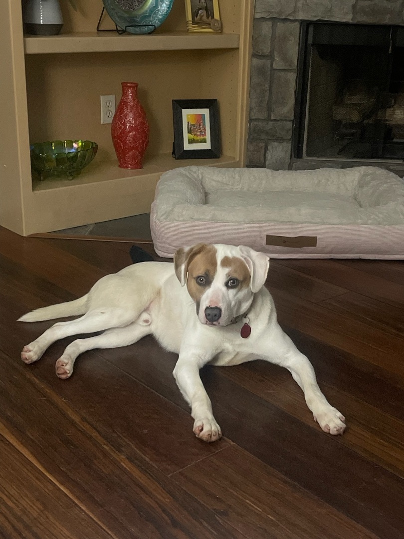 Barney, Young Male Hound
