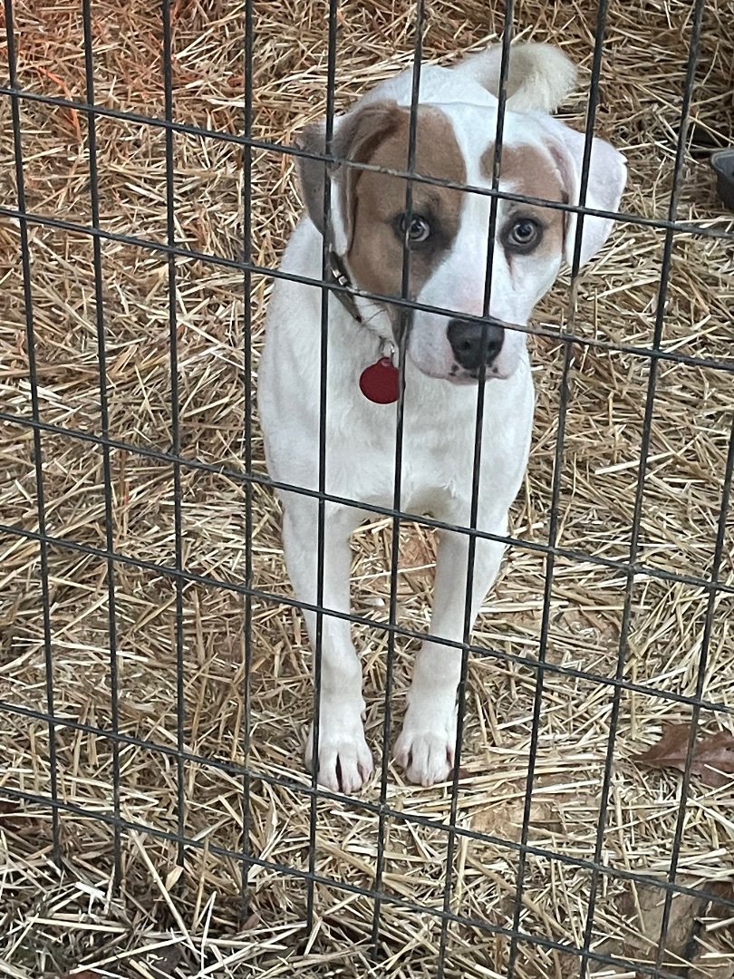 Barney, an adoptable Hound in Sherwood, AR, 72120 | Photo Image 3