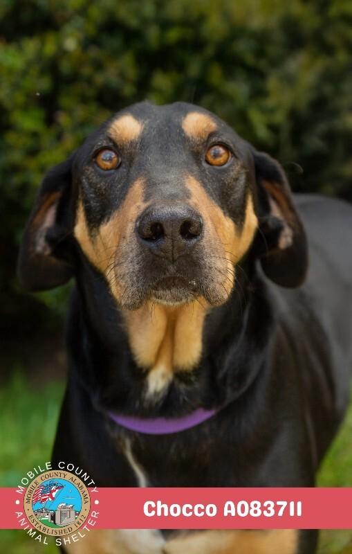 Enlarge Chocco, a Adoptable Black and Tan Coonhound in Mobile, AL image 1/2