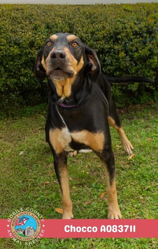 Enlarge Chocco, a Adoptable Black and Tan Coonhound in Mobile, AL image 2/2