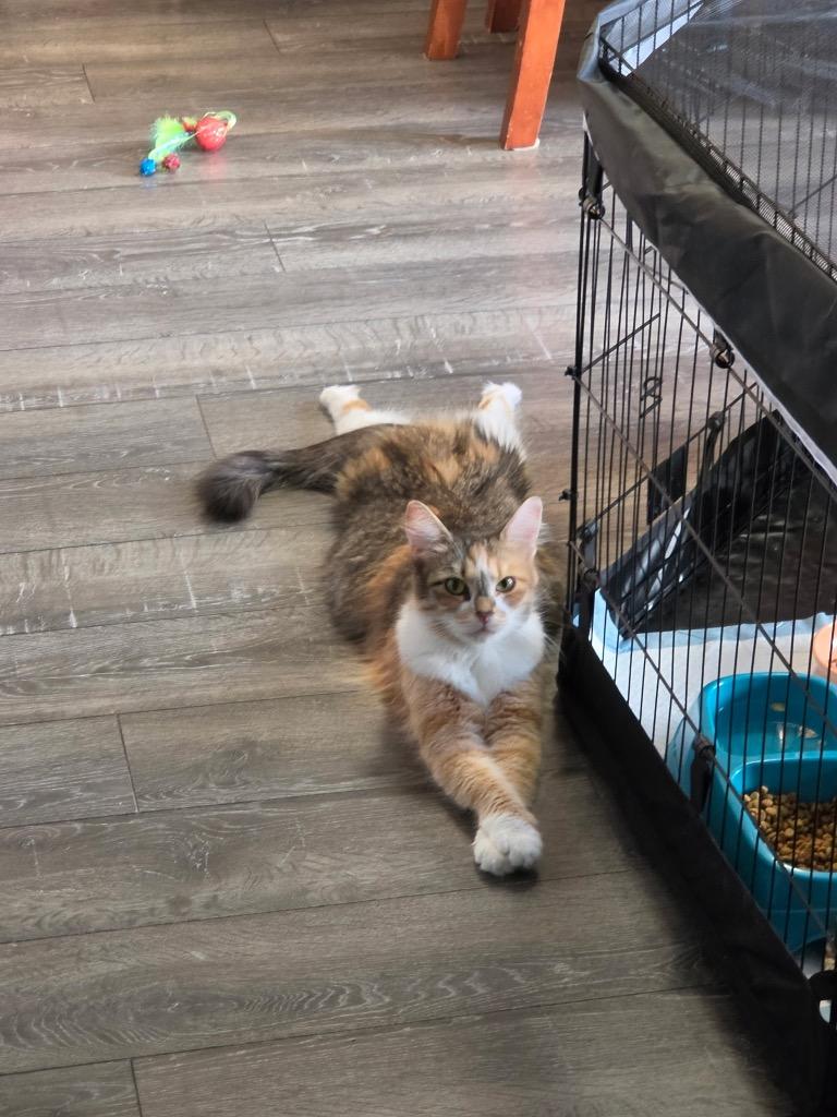Enlarge Maple, a Adoptable mixed breed in San Antonio, TX image 4/4