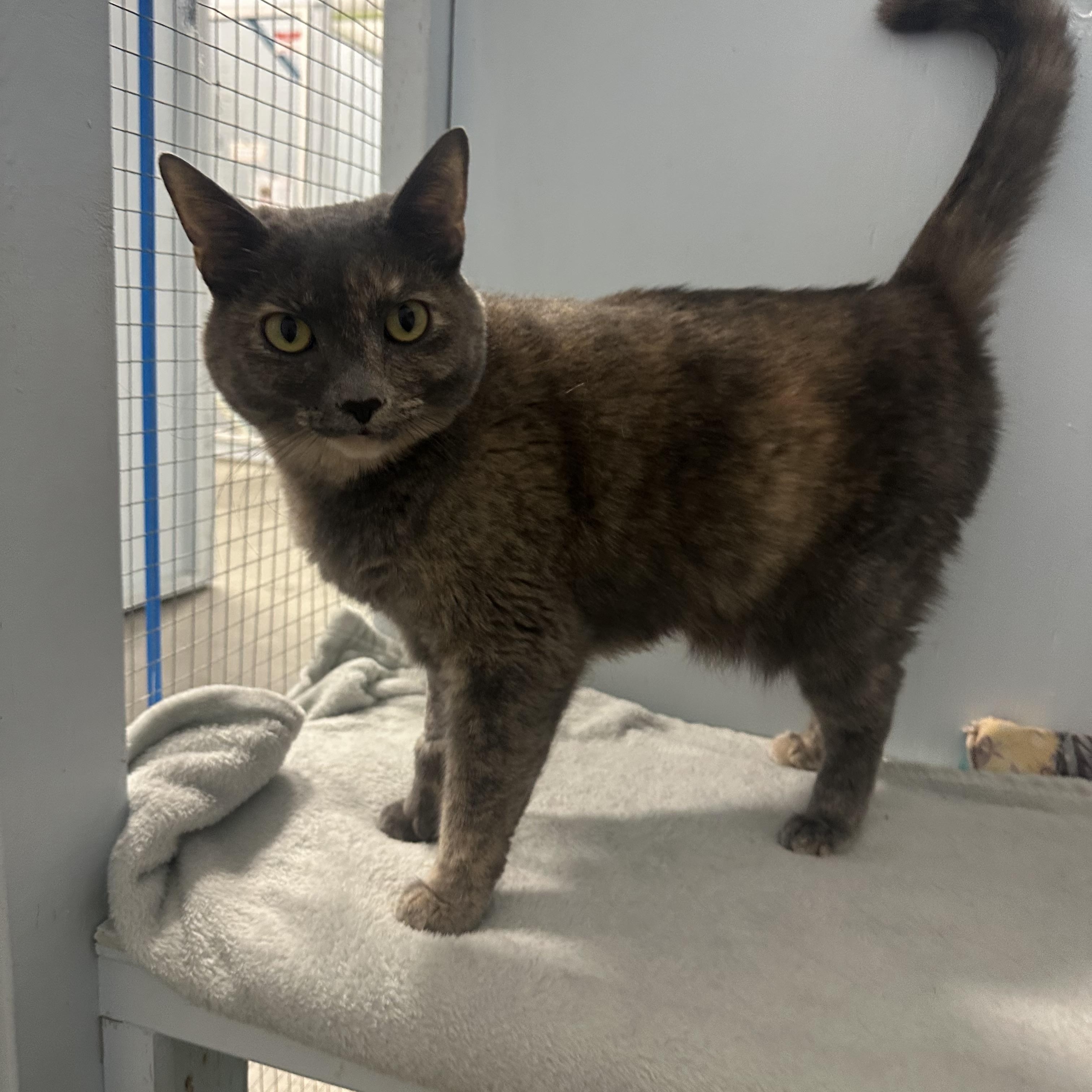 Enlarge Squeak , an adopted Domestic Short Hair in Mission, BC image 3/3