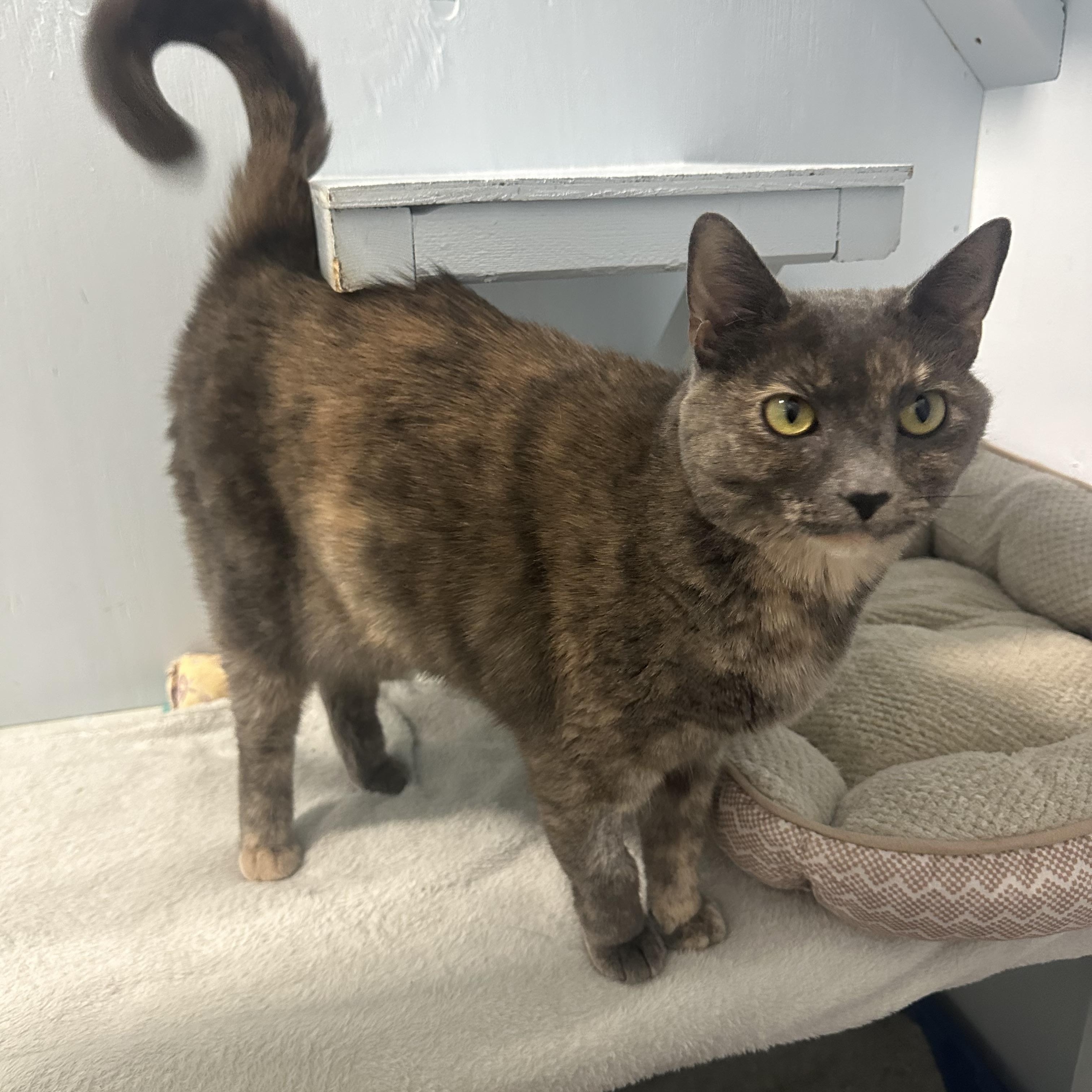 Enlarge Squeak , an adopted Domestic Short Hair in Mission, BC image 2/3