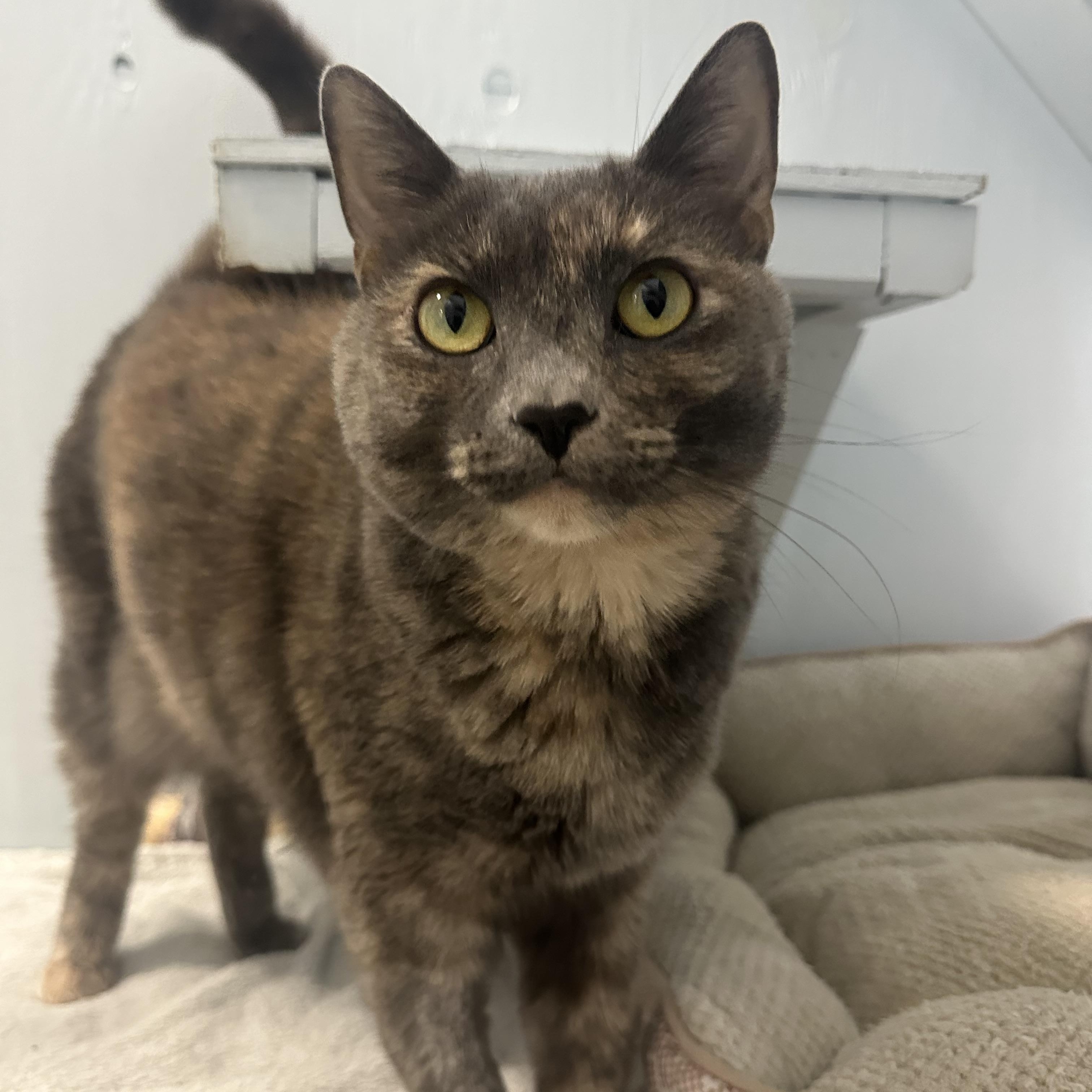 Enlarge Squeak , an adopted Domestic Short Hair in Mission, BC image 1/3