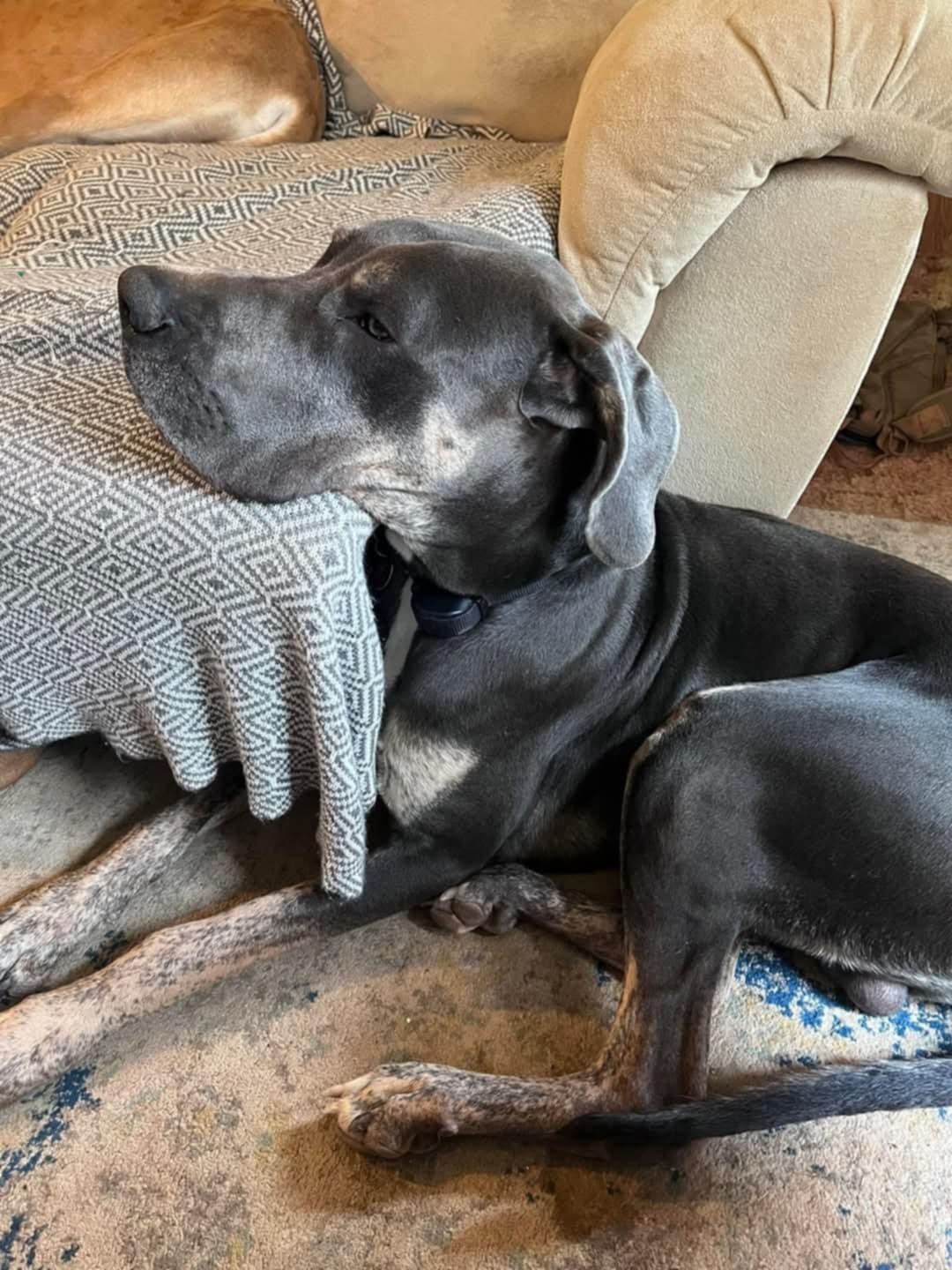 Odin photo 1