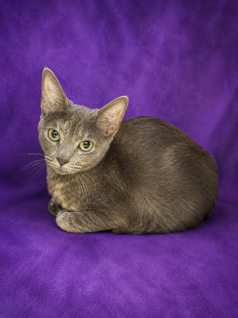 Tails, Adopted, Kitten Male Domestic Short Hair.