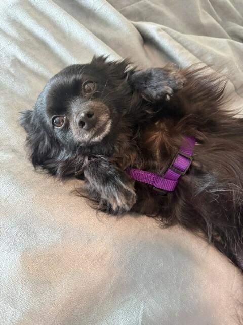 Aria, Adoptable, Adult Female Chihuahua & Yorkshire Terrier.