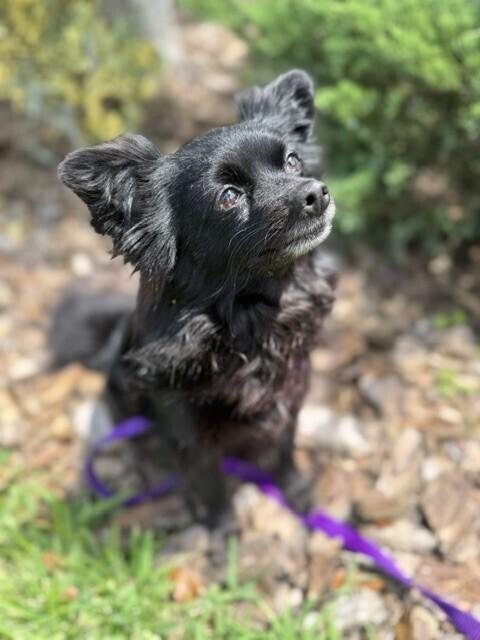 Enlarge Aria, a Adoptable mixed breed in Orlando, FL image 2/6
