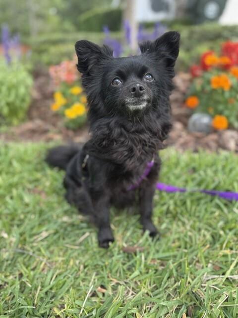 Enlarge Aria, a Adoptable mixed breed in Orlando, FL image 3/6