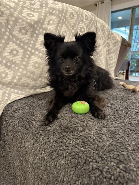 Enlarge Aria, a Adoptable mixed breed in Orlando, FL image 4/6