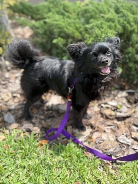 Enlarge Aria, a Adoptable mixed breed in Orlando, FL image 5/6