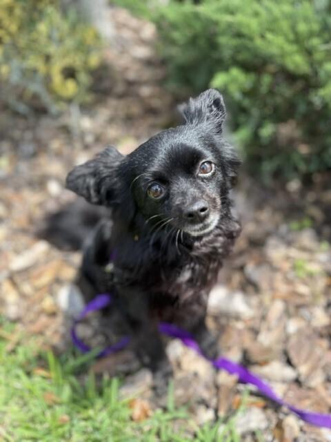 Enlarge Aria, a Adoptable mixed breed in Orlando, FL image 6/6